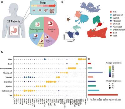 Unraveling metabolic characteristics and clinical implications in gastric cancer through single-cell resolution analysis
